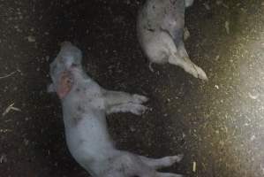 Dead piglets outside - Captured at Korunye Park Piggery, Korunye SA Australia.