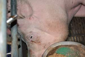 Sow in farrowing crate - Captured at SA.