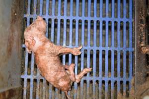 Sick piglet in farrowing crate - Captured at SA.