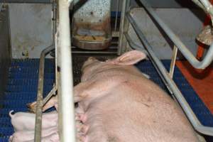 Farrowing crate - Captured at SA.