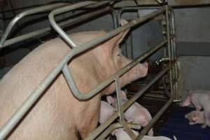 Sow in farrowing crate - Captured at SA.