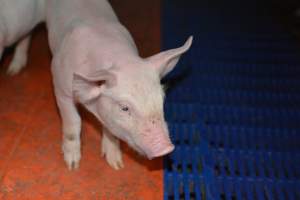Piglets in farrowing crate - Captured at SA.