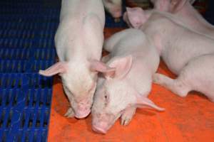 Piglets in farrowing crate - Captured at SA.