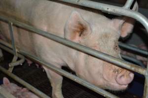 Sow in farrowing crate - Captured at SA.