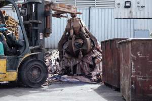 Dead cow skins at tannery. - Captured at Unknown tannery, Pipe Road, Laverton North VIC.