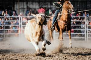 Captured at Great Western Rodeo, Great Western VIC Australia.