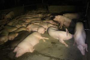 Pigs in holding pens - To be killed in the morning - Captured at Corowa Abattoir, Redlands NSW Australia.