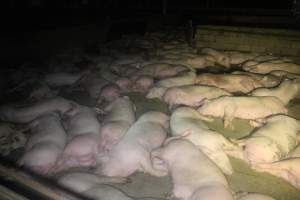 Pigs in holding pens - To be killed in the morning - Captured at Corowa Abattoir, Redlands NSW Australia.