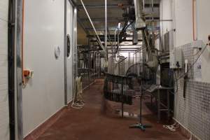 Killing / processing room after pigs tipped out of gas chamber - Captured at Big River Pork Abattoir, Brinkley SA Australia.