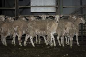 Sheep in holding pens - CA Sinclair slaughterhouse at Benalla VIC, waiting to be slaughtered the next morning. - Captured at Benalla Abattoir, Benalla VIC Australia.