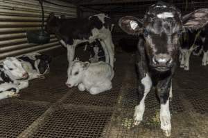 5-day old bobby calves from the dairy industry - In the holding pens at CA Sinclair slaughterhouse at Benalla VIC, waiting to be slaughtered the next morning. - Captured at Benalla Abattoir, Benalla VIC Australia.