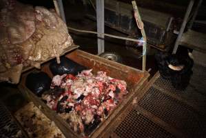 Severed bull's head, body parts and heads, sheep skins - Gretna Quality Meats, Tasmania - Captured at Gretna Meatworks, Rosegarland TAS Australia.