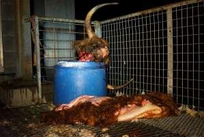 Severed bull's head and skin - Gretna Quality Meats, Tasmania - Captured at Gretna Meatworks, Rosegarland TAS Australia.