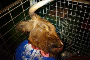 Severed bull's head - Gretna Quality Meats, Tasmania - Captured at Gretna Meatworks, Rosegarland TAS Australia.