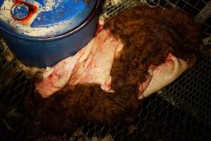 Cattle skin - Gretna Quality Meats, Tasmania - Captured at Gretna Quality Meats, Rosegarland TAS Australia.