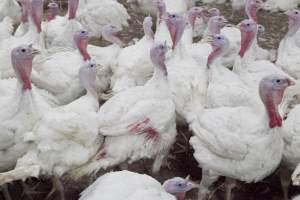 Australian turkey farming - Close to slaughter weight - Captured at Ingham Turkey Farm, Marulan NSW Australia.