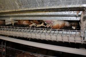 Dead hen in battery cages - Australian egg farming at Steve's Fresh Farm Eggs NSW - Captured at Steve's Fresh Farm Eggs, Rossmore NSW Australia.