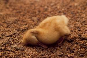 Dead duckling - Captured at Tinder Creek Duck Farm, Mellong NSW Australia.