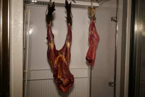 Slaughtered and skinned wild animals hanging in home slaughterhouse - 'Tasmanian Fresh Farmed Rabbits' - Captured at Tasmanian Fresh Farmed Rabbits (Glencroft Farm), Penguin TAS Australia.