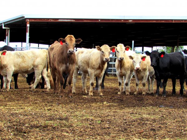 Cows at Ballarat Saleyards - Cows at Ballarat Saleyards - Captured at Ballarat Saleyards, Ballarat VIC.