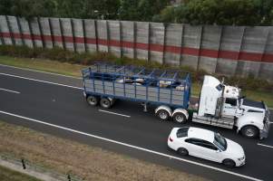 Cattle in truck on highway - Captured at VIC.