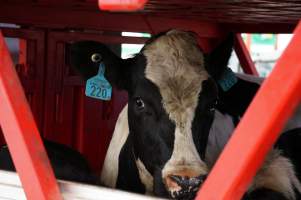 Cattle truck on highway - Captured at VIC.