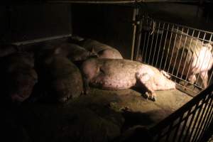 Sows resting in housing - Captured at Glasshouse Country Farms, Beerburrum QLD Australia.