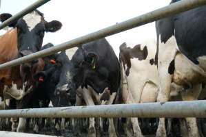 Dairy cows - Waiting to be milked - Captured at Caldermeade Farm, Caldermeade VIC Australia.
