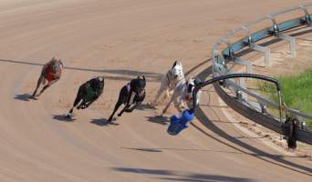 Greyhounds racing at Maitland, NSW.
