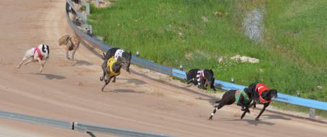 Greyhounds racing at Maitland, NSW.