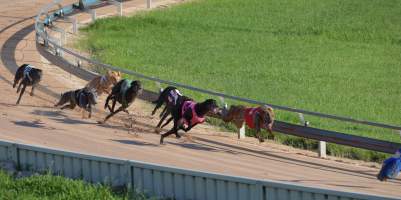 Greyhounds racing at Maitland, NSW. - Captured at Maitland Greyhounds, South Maitland NSW Australia.