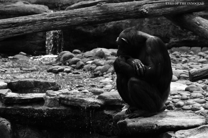 Chimpanzee - On of the oldest living chimpanzee at Taronga zoo sits alone. - Captured at Taronga Zoo, Mosman NSW Australia.
