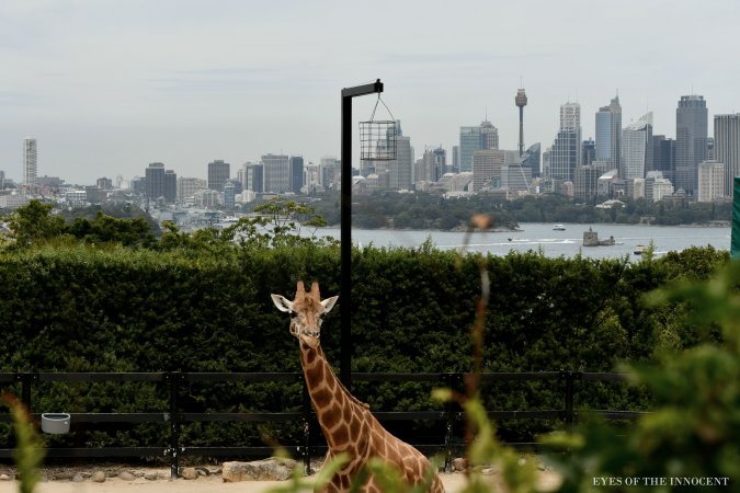 Giraffe - Giraffe with Sydney skyline - Captured at Taronga Zoo, Mosman NSW Australia.