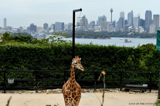 Giraffe - Giraffe with Sydney skyline - Captured at Taronga Zoo, Mosman NSW Australia.