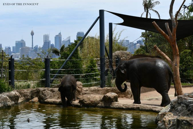 Asian Elephants - Asian elephants with the Sydney skyline. - Captured at Taronga Zoo, Mosman NSW Australia.