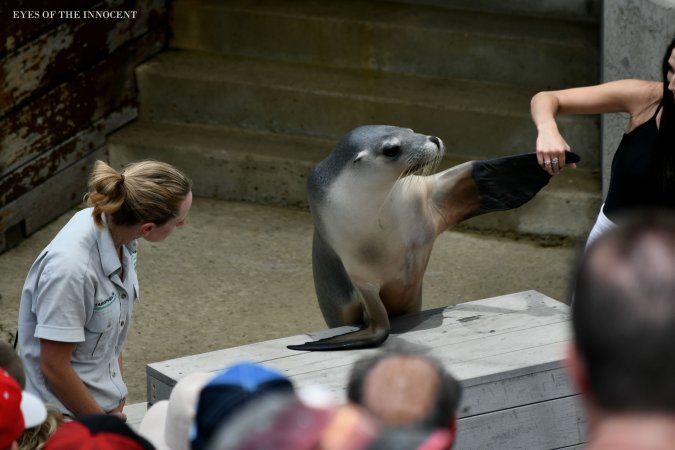 Sea-lion - Sea-lion giving a demonstration in front of spectators. - Captured at Taronga Zoo, Mosman NSW Australia.