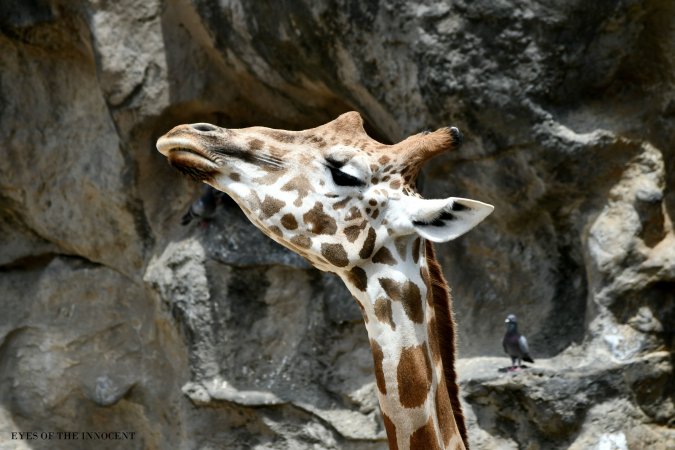 Giraffe - Captured at Taronga Zoo, Mosman NSW Australia.