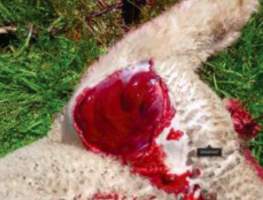 Sheep Cruelty - Captured at Murrayfield Station, Bruny Island Main Road, North Bruny TAS.