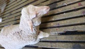 Sheep Cruelty - Captured at Murrayfield Station, Bruny Island Main Road, North Bruny TAS.