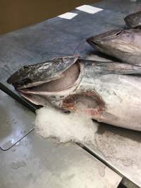 Shark bite on tuna - Captured at Sydney Fish Market, Pyrmont NSW Australia.
