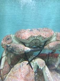 Tasmanian Giant Crab - He belongs in the deep sea - Captured at Sydney Fish Market, Pyrmont NSW Australia.