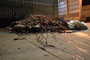 Pile of bones and bodies outside rendering plant - Captured at MBL Proteins - Keith Division, Sherwood SA Australia.
