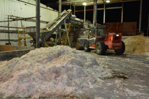 Pile of broiler feathers and feet outside rendering plant - Captured at MBL Proteins - Keith Division, Sherwood SA Australia.