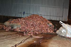 Pile of bones and bodies outside rendering plant - Captured at MBL Proteins - Keith Division, Sherwood SA Australia.