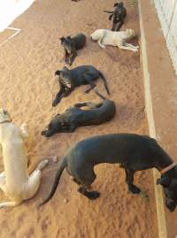 Racing Greyhound Puppies