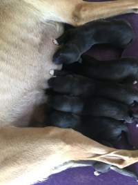 Racing Greyhound Puppies - Greyhound puppies suckling from their Mum in a whelping box.