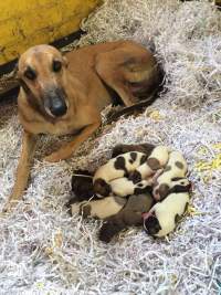Racing Greyhounds - Greyhound Mum with her puppies.