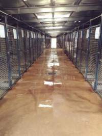 Racing Greyhounds - Kennels