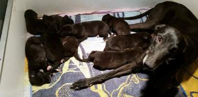 Racing Greyhounds - Greyhound Mum with her puppies in a whelping box.