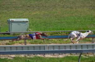 Greyhound Racing - Captured at Maitland Greyhounds, South Maitland NSW Australia.